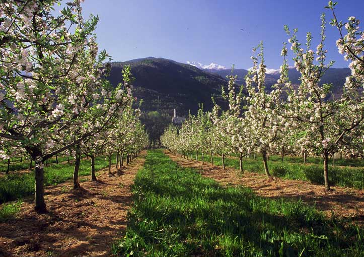 LA STORIA DELL’AZIENDA AGRICOLA SIMONINI